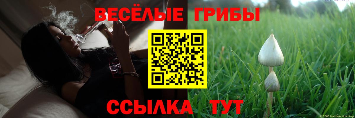 Галлюциногенные грибы GOLDEN TEACHER Тимашёвск